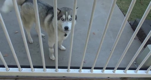 Husky Mack update after being attacked