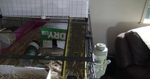 Husky girl would like a puppy