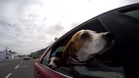 My Dogs Best Beach Day Ever with Ice Cream and Pinata  