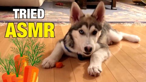 Husky Puppy Tried ASMR… Eating Carrots | Funny Puppy Vi...