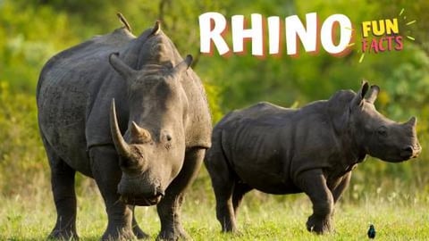RHINO - Check This Surprising and Fun Facts About Rhinos!...