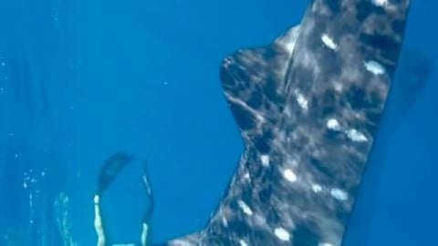 Animal Camera | contact with nature