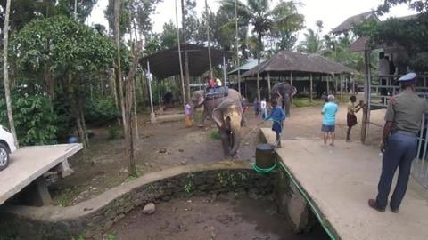Elephant Bathing | Thekkady | Kerala