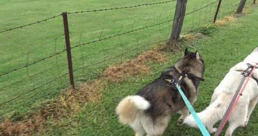 Quick volcano situation update & look who we met, finally...