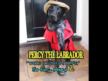 Our Dog Percy the Black Labrador Retriever aged 2 - telli...