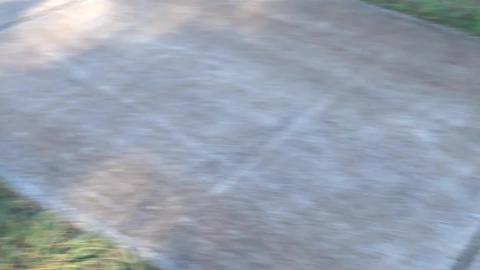 Loose Goose, cat that is a hare & new park