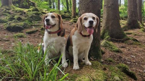 Crimes my dogs have committed