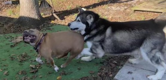 Tonka’s Feeling Frisky