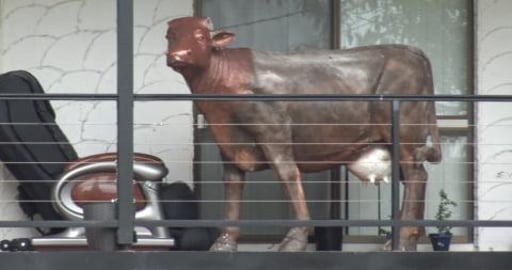 Cow on a balcony & walking one of Wolf's favourite spots