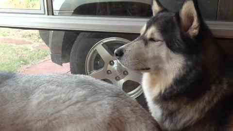 My shy Husky Wolf does howl