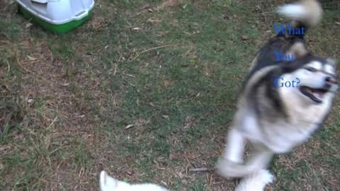 Chicken with a Husky & Magpie takes doggy fluff