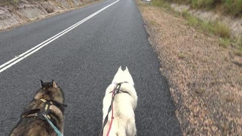Just a little dangerous on our walk, watch out for vehicl...