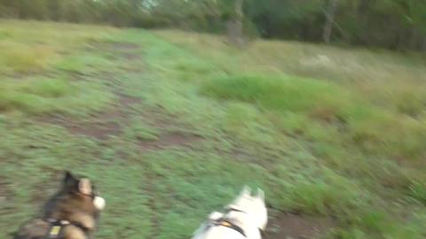 Husky's hunting Kangaroos where are they hiding?