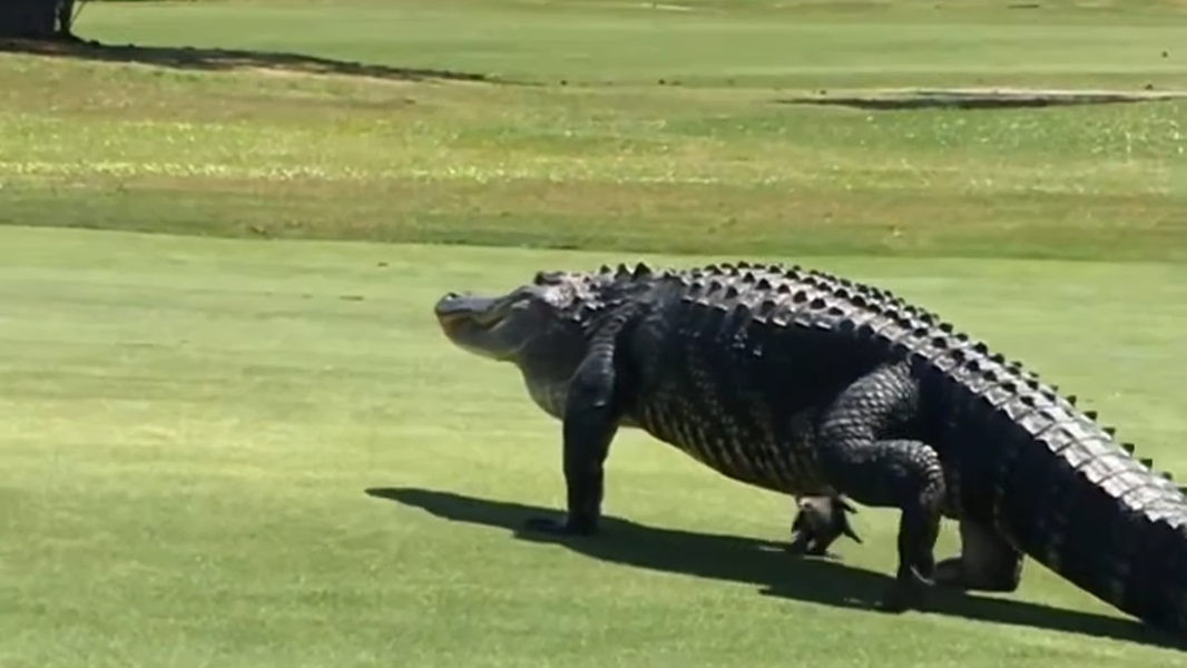 Golf Course Gator Video shows massive gators patrolling golf course on SC island (Video ...