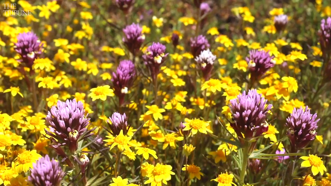 Guide to Carrizo Plain CA wildflower super bloom in SLO County San