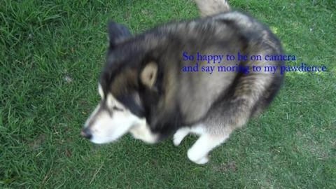Possum pee's on husky in defence, poor girl
