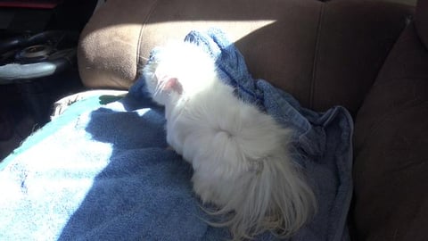 Baby Guinea Pig Bela gets out of the cage