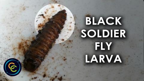 Black soldier fly larva crawling on a compost bin lid