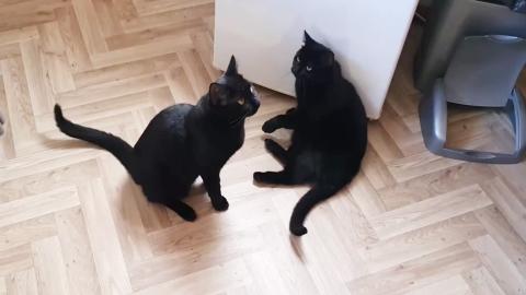 Kittens Are So Clever