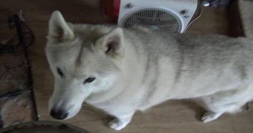Husky's love my beef curry using drippings from burgers