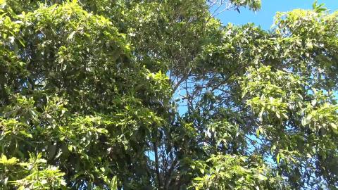 Bird watching, Husky thinks lunch & Malamute wants to wre...