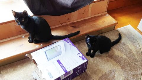 My little sweet kittens so cute so adorable