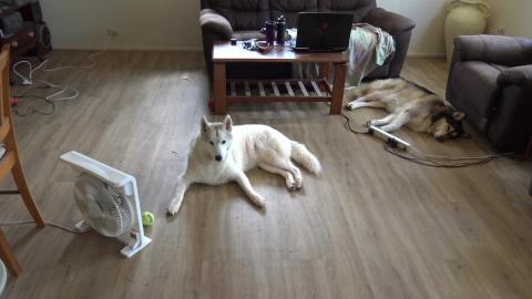 Husky supervising dad baking