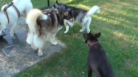 Puppy Husky gets to play with Wolf & Tikaani at dog park