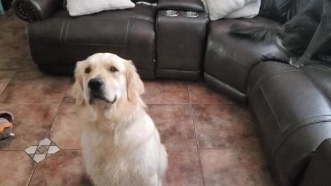 Dogs Want To Play With A Mouse