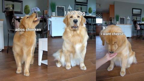 My Dog Mastered the Egg Challenge