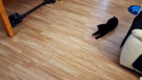 Kitten Luna trying to catch light from a laser