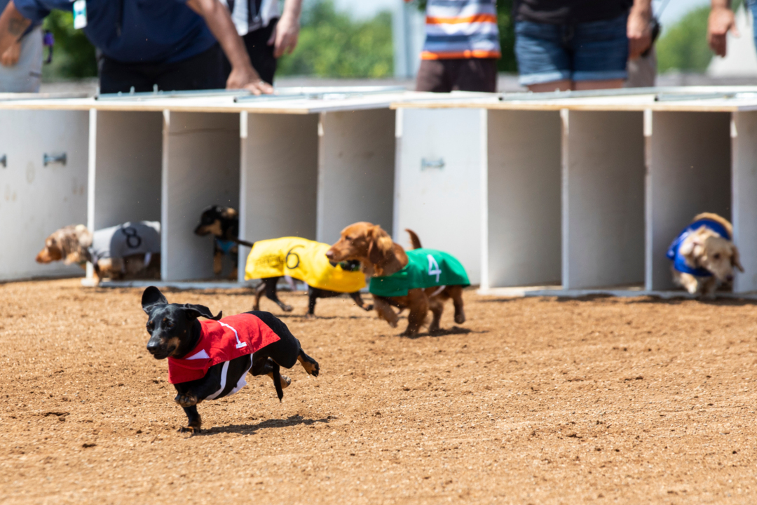 Red Mile Dog Races Red Mile Wiener dog races return | Lexington Herald Leader