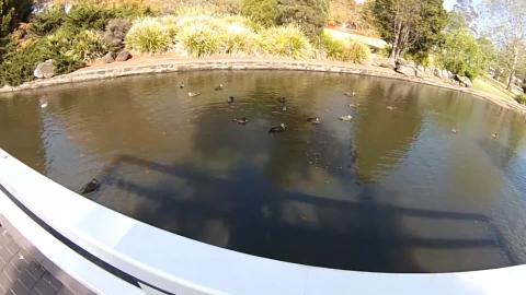 Two Huskies, a Malamute, a Kookaburra, and lots of ducks