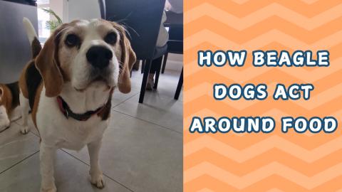 How Beagle Dogs Act Around Food - Funny Dogs Video
