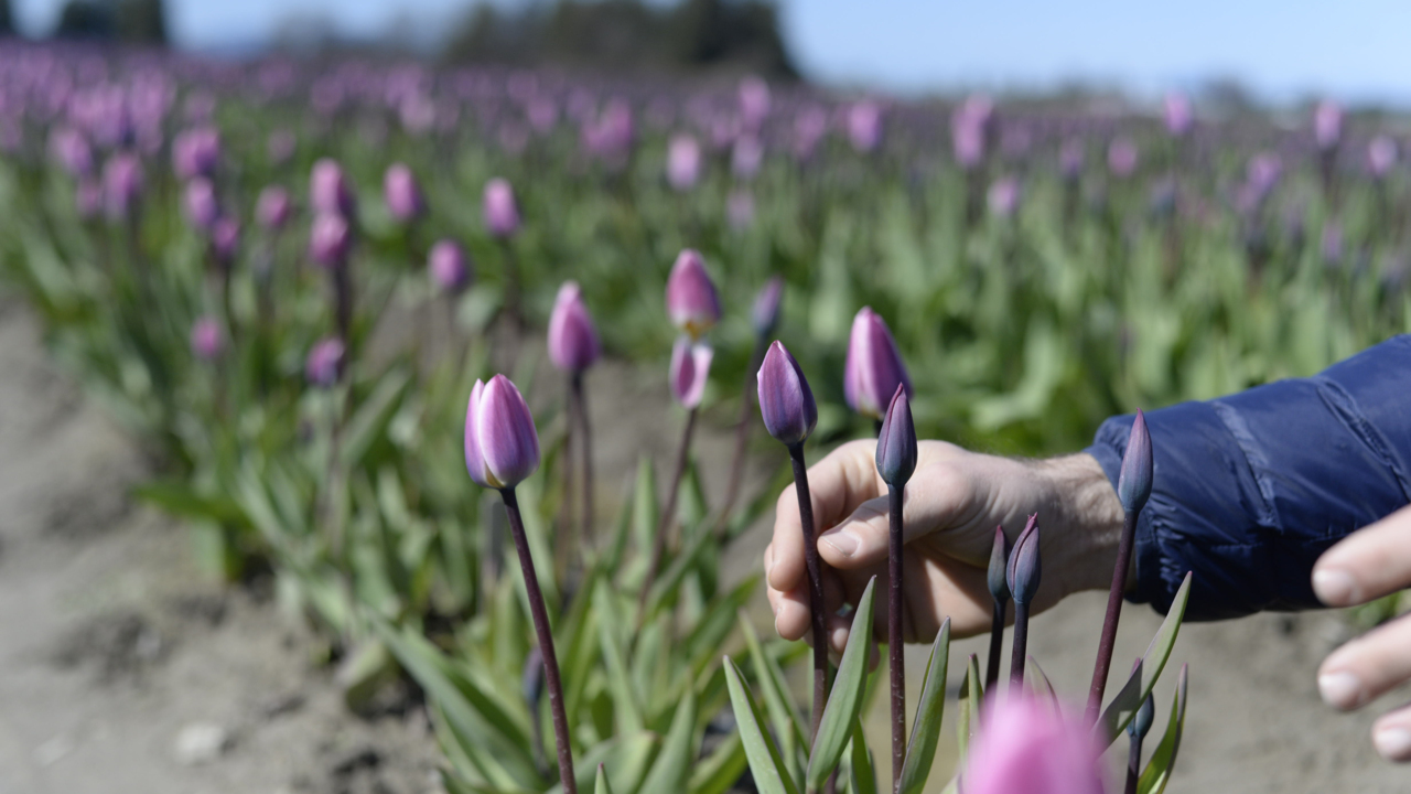 Here’s when the tulips will be at peak bloom in Skagit County