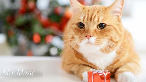 Beautiful Cats | Relax & Uplift with Mix Music