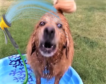 Funny Golden Retriever Dog Reacts To Water Hose!
