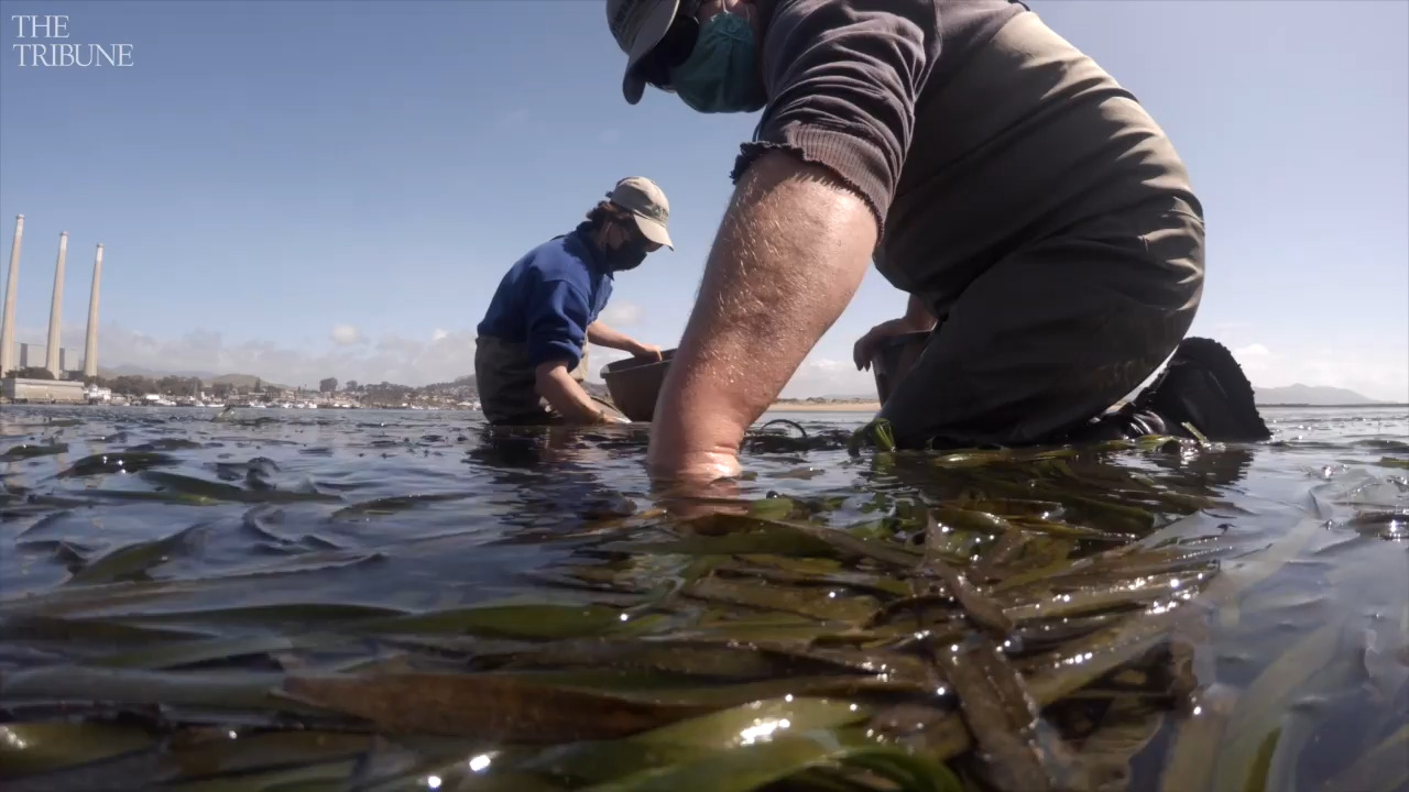 How will climate change likely affect the Morro Bay watershed and estuary?  - Morro Bay National Estuary Program