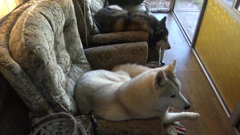 Husky makes a mess with firewood and playtime with Malamu...