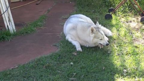 Lovely day for the Husky's to spend time in the yard
