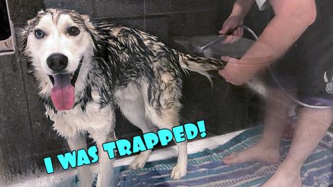 The Husky Sugar Trap! | Funny Dogs Video 