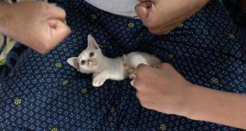 My Timmy Cat likes boxing || {Part 11}