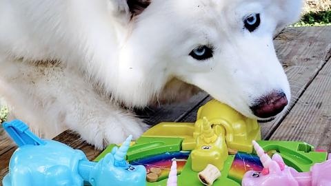 Hungry Hungry Husky VS Hungry Unicorn Hippo