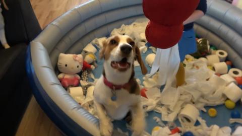 Funny Dogs Reaction for Toilet Paper Bath