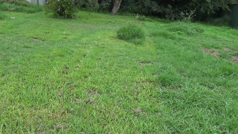 Hot husky cooling her tootsies in pool