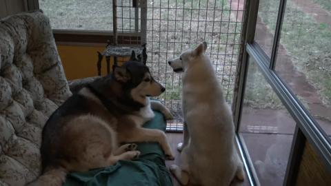 Husky's sing their hearts out