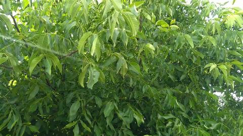 Walnut 