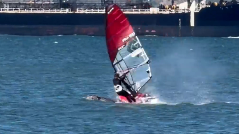 Wave Rider Crash Windsurfer crashes into a whale | AccuWeather
