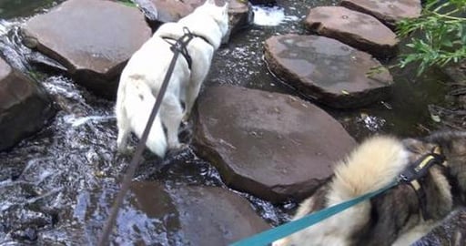 Hiking at Picnic Point Toowoomba with Husky's