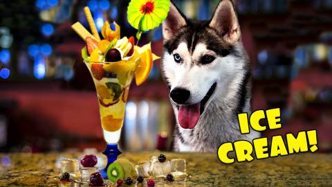 Huskies Eating Ice Cream | Funny Dogs Video 